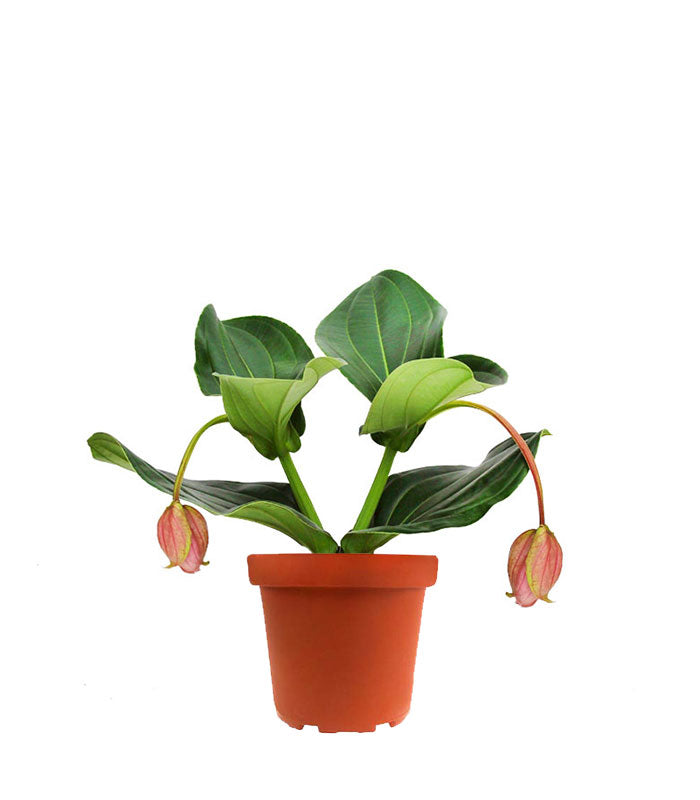Medinilla Magnifica