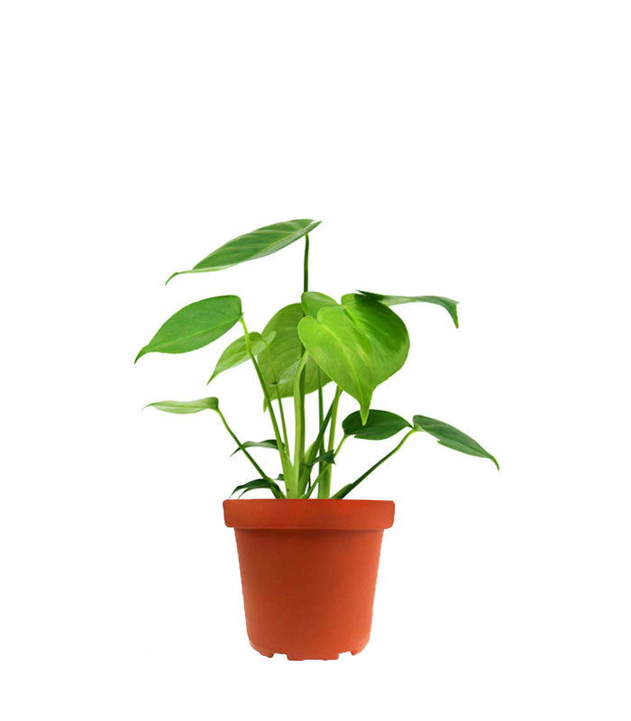 Monstera Deliciosa mini