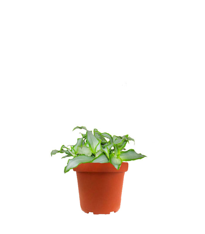 Murdannia loriformis "Bright Star"