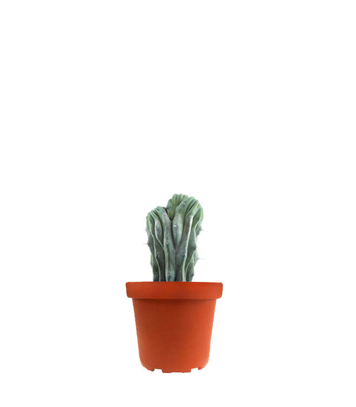 Myrtillocactus Geometrizans Crestato