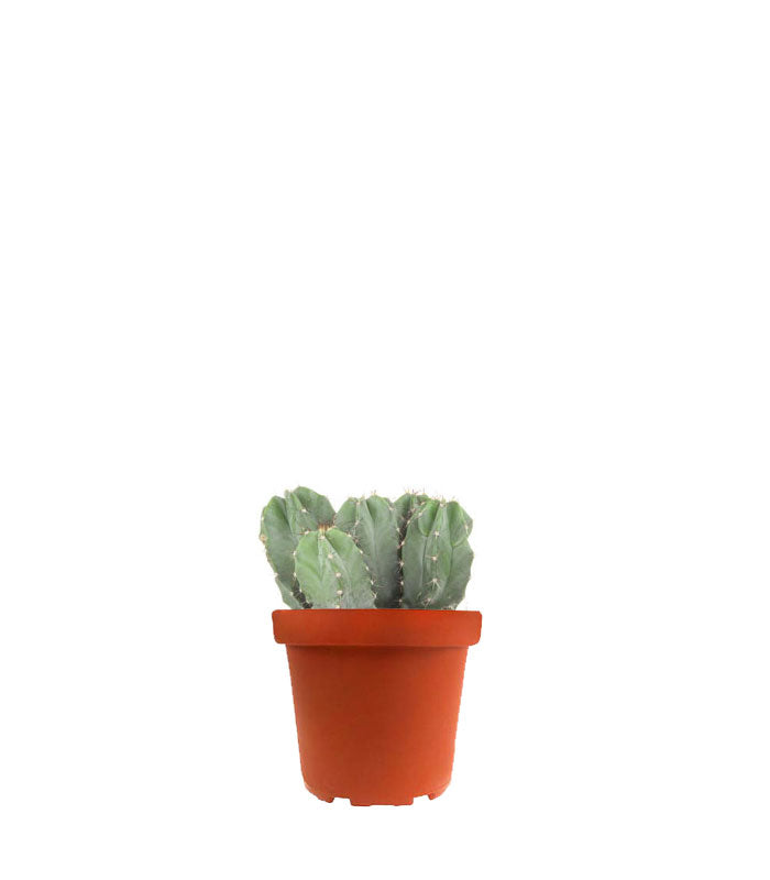 Notocactus