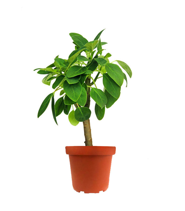 Peperomia Velvetree