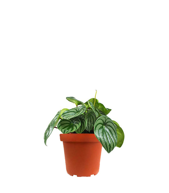 Peperomia Watermelon