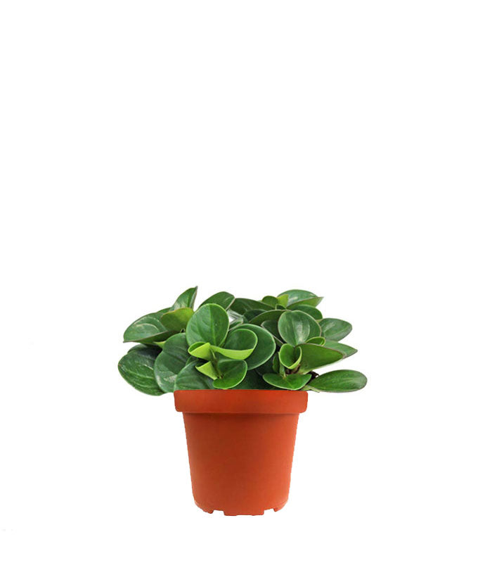 Peperomia obtusifolia | Red Canyon