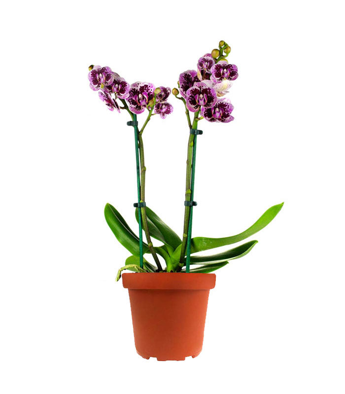 Phalenopsis Rood Scarlet