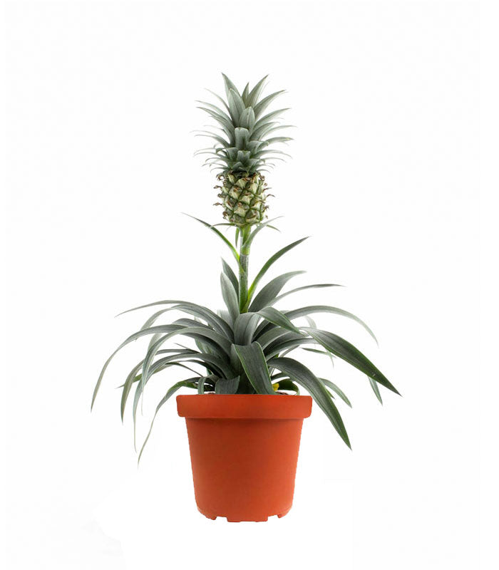 Pineapple Corona| Pianta ananas