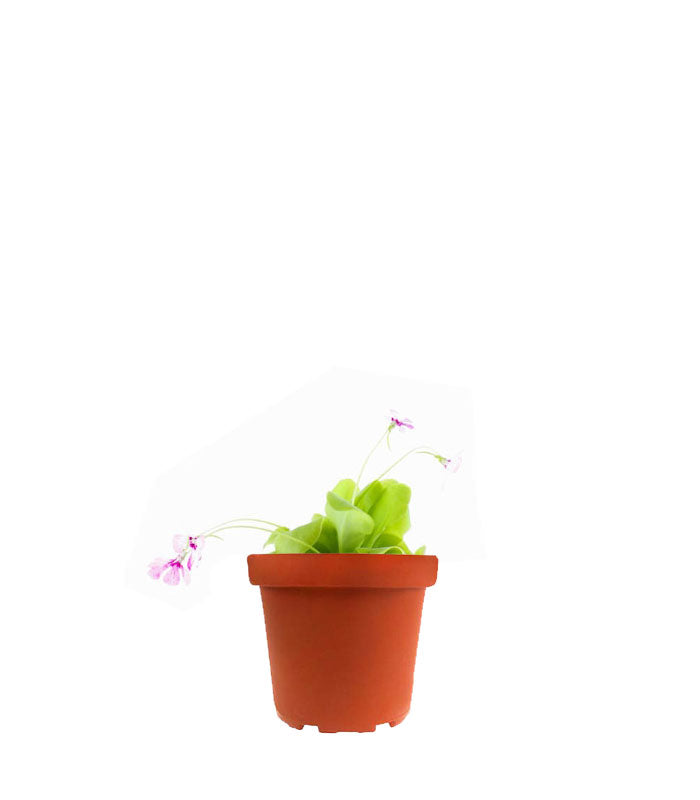 Pinguicola Tina