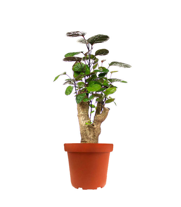 Polyscias Fabian