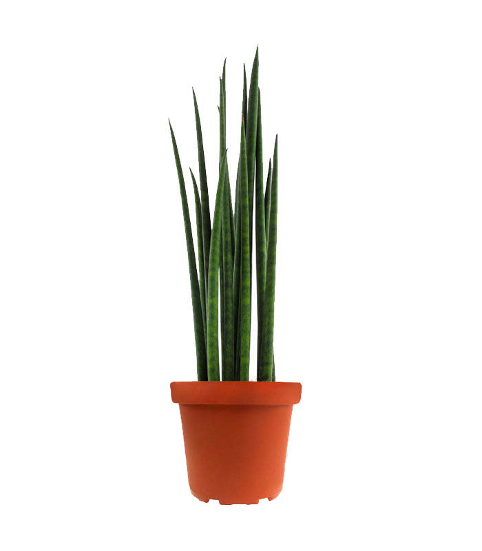 Sansevieria Bacularis Mikado