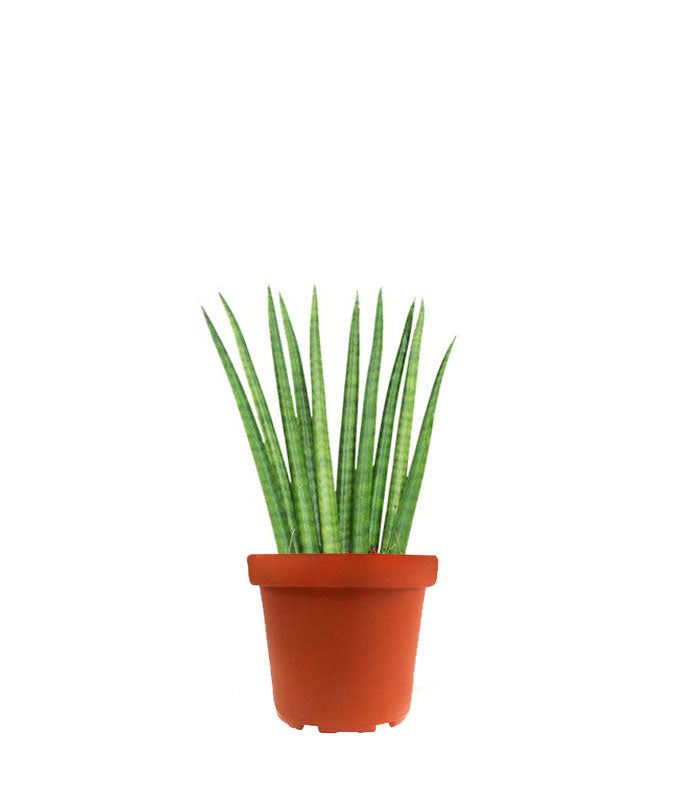 Sansevieria Cylindrica