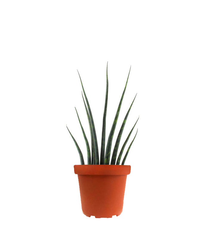 Sansevieria Fernwood Musica