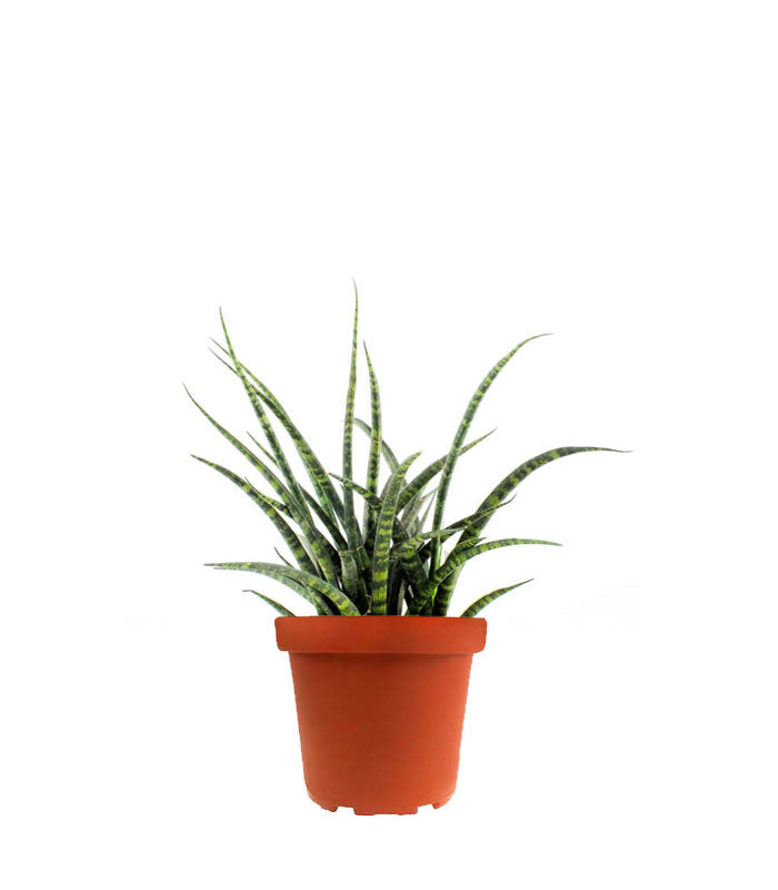 Sansevieria Fernwood Punk