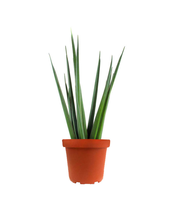 Sansevieria Katana