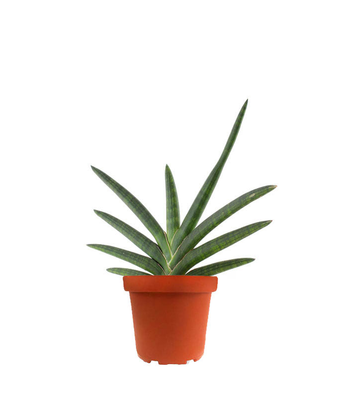 Sansevieria Motum Kenya