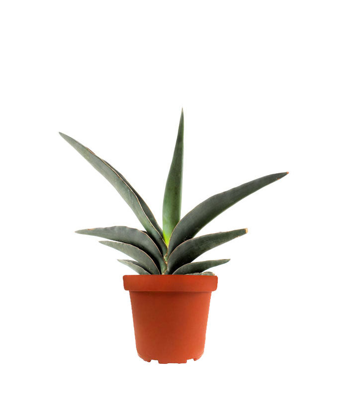 Sansevieria Robusta