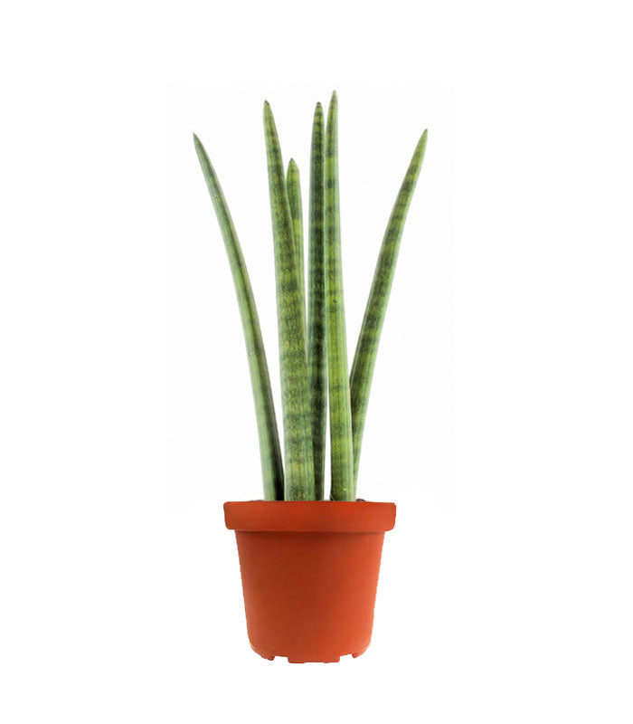 Sansevieria Straight
