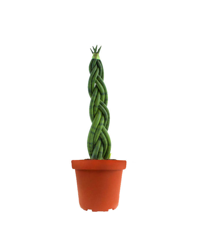 Sansevieria Twister