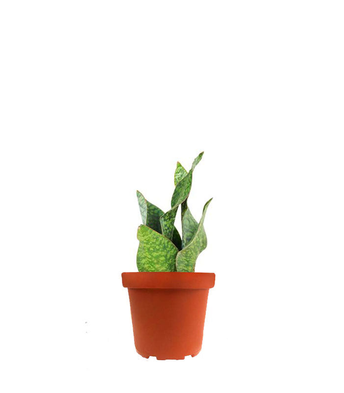 Sansevieria multipla