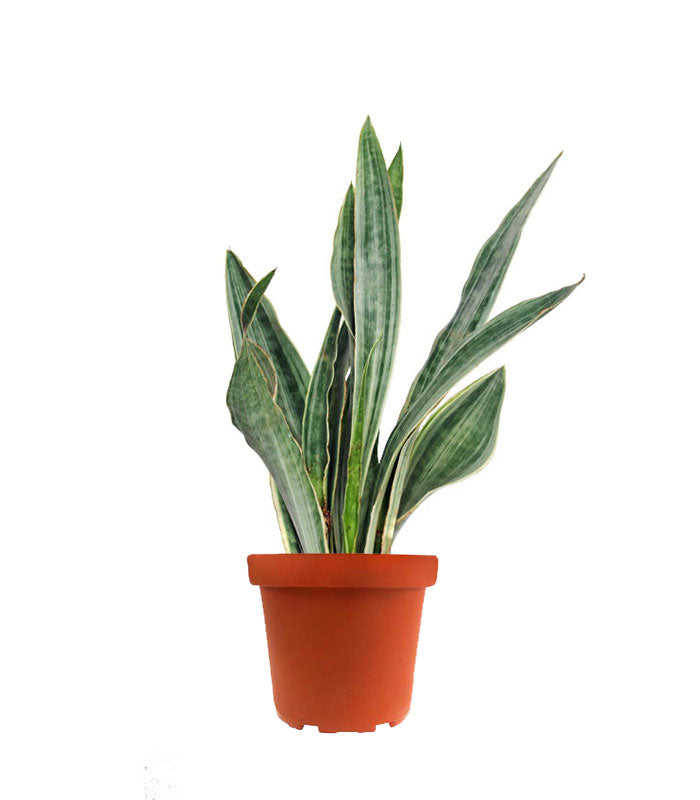 Sansevieria trifasciata "Silver Queen"