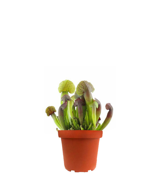 Sarracenia Barba