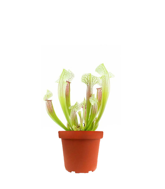 Sarracenia Eva