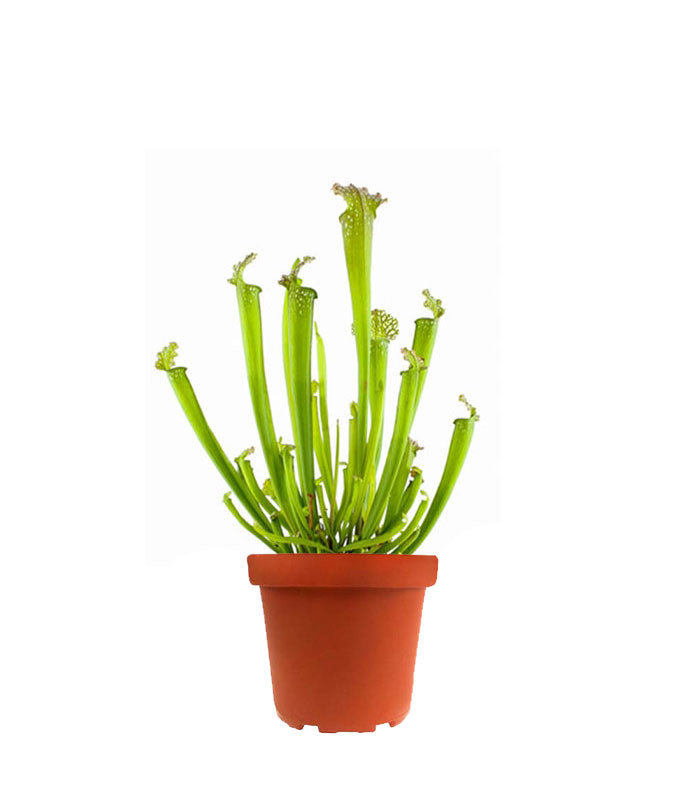 Sarracenia Farnhamii