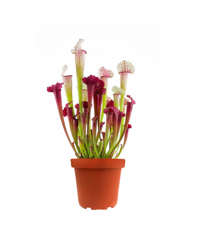 Sarracenia Juthatip