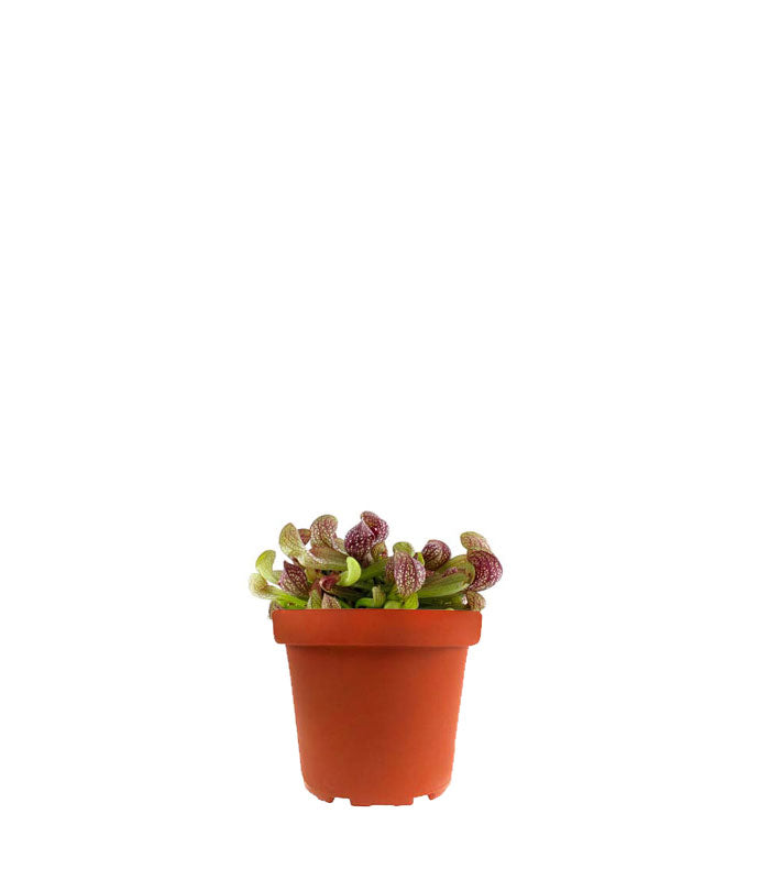 Sarracenia Psittacina