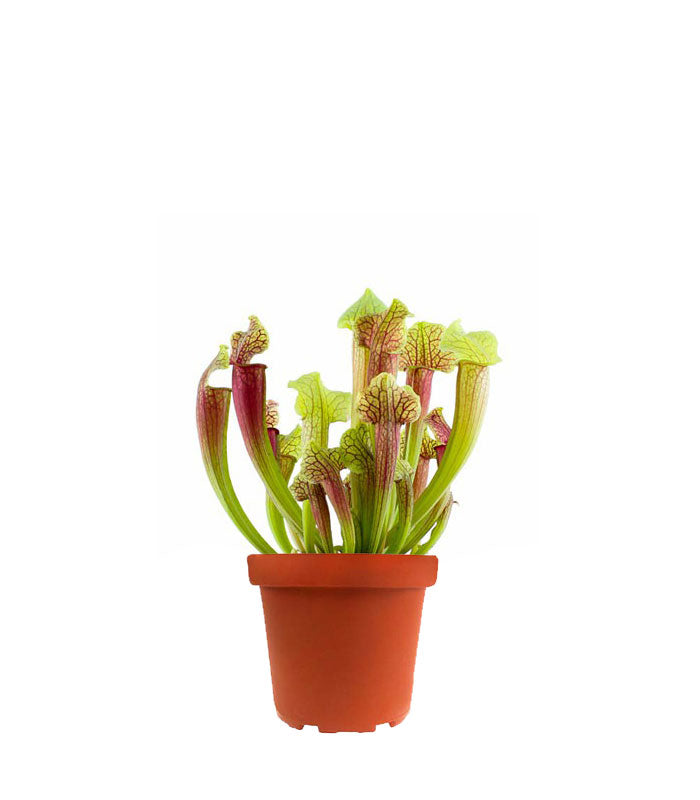 Sarracenia Smoorii