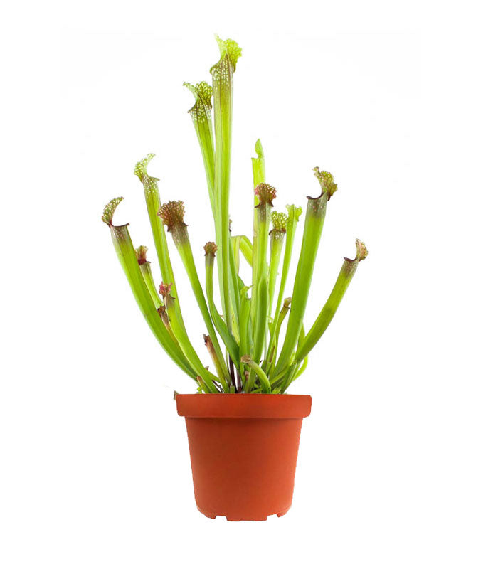 Sarracenia Stevensii