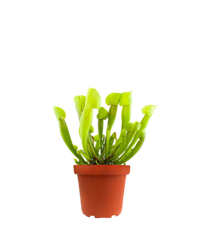 Sarracenia Vogel