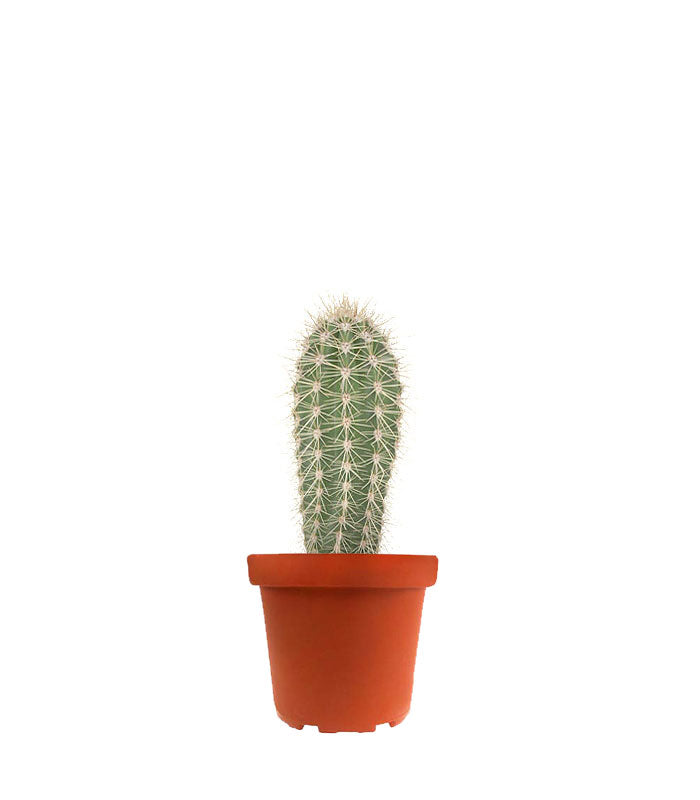 Stenocereus thurberi