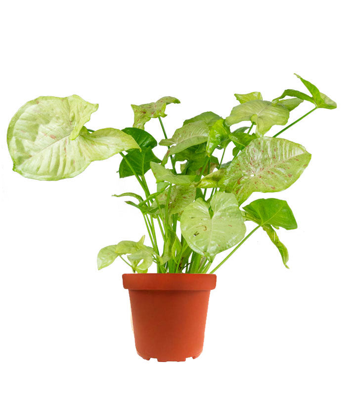 Syngonium "Milk Confetti"