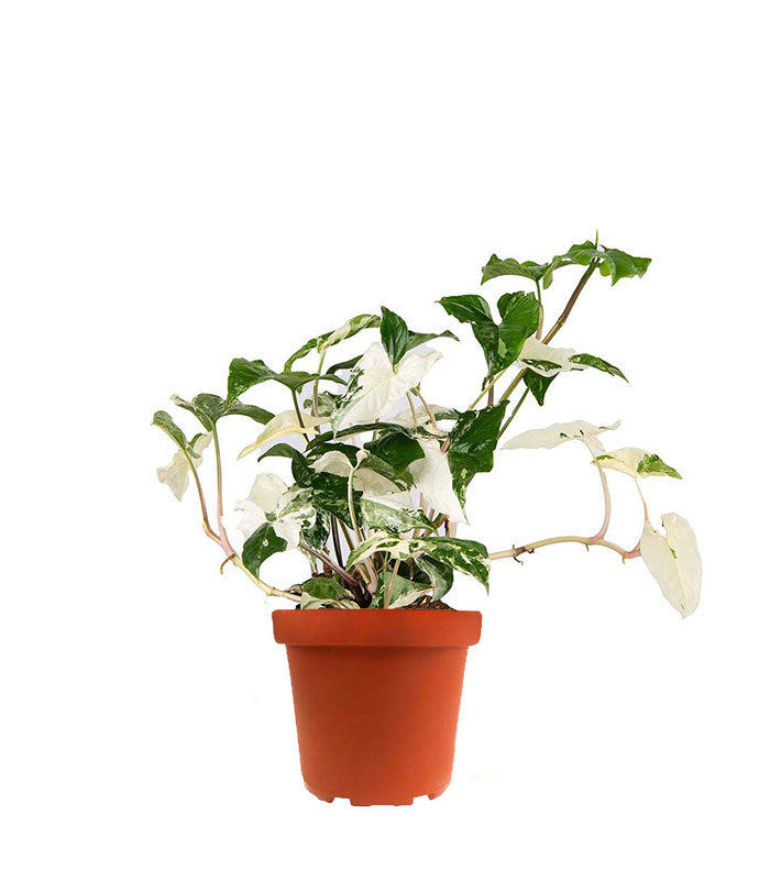 Syngonium podophyllum ‘bianco’ variegato