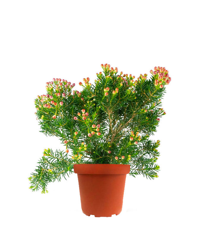 Wax Flower