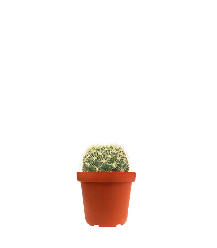 Weingartia