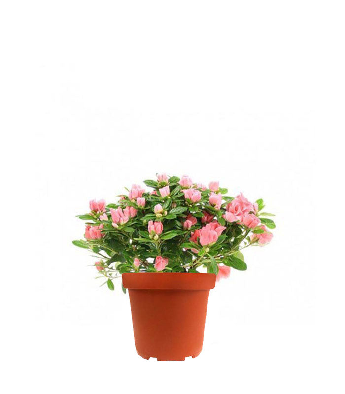Azalea