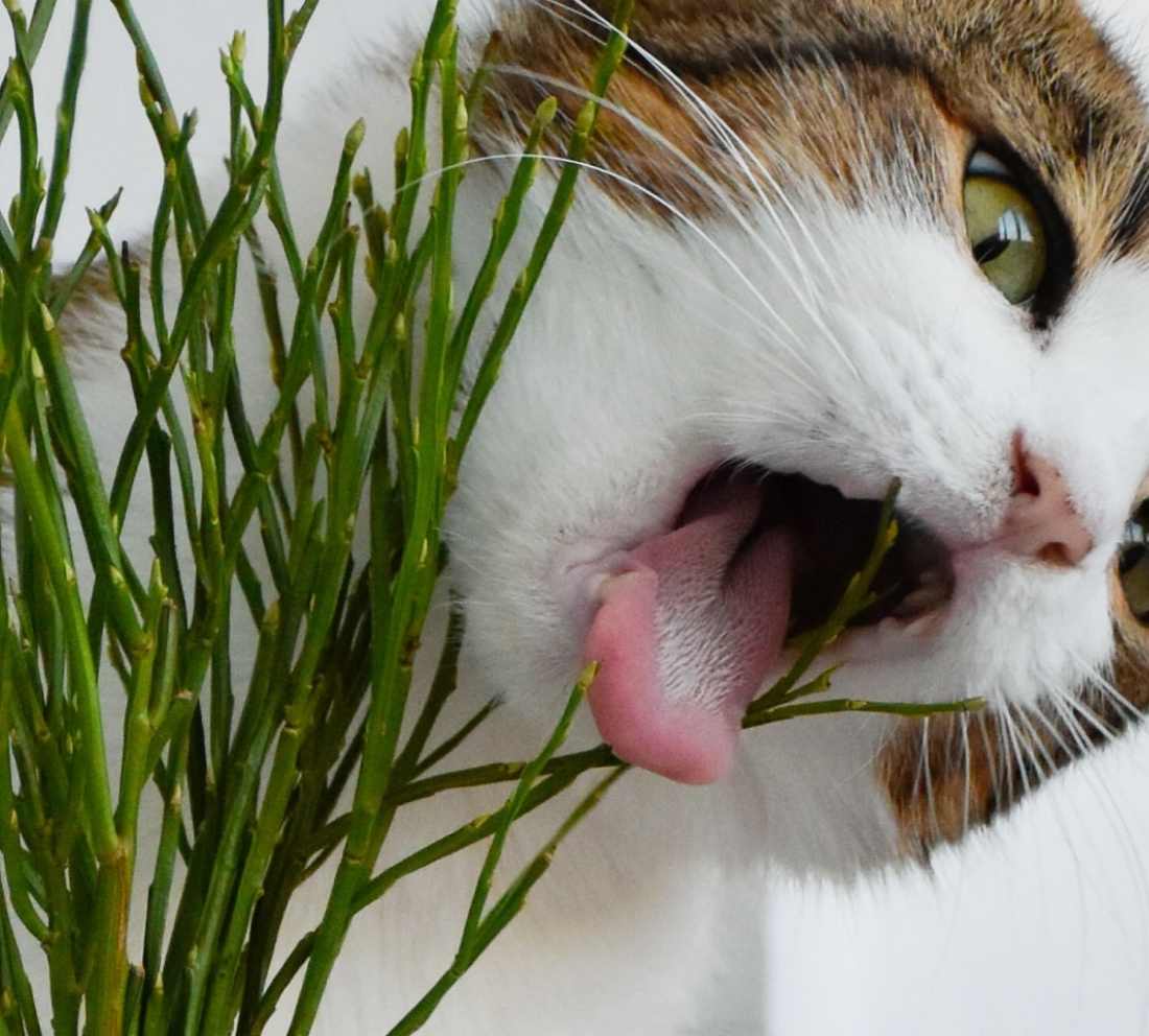 Come tenere lontano i gatti da piante e orti - Consumatori