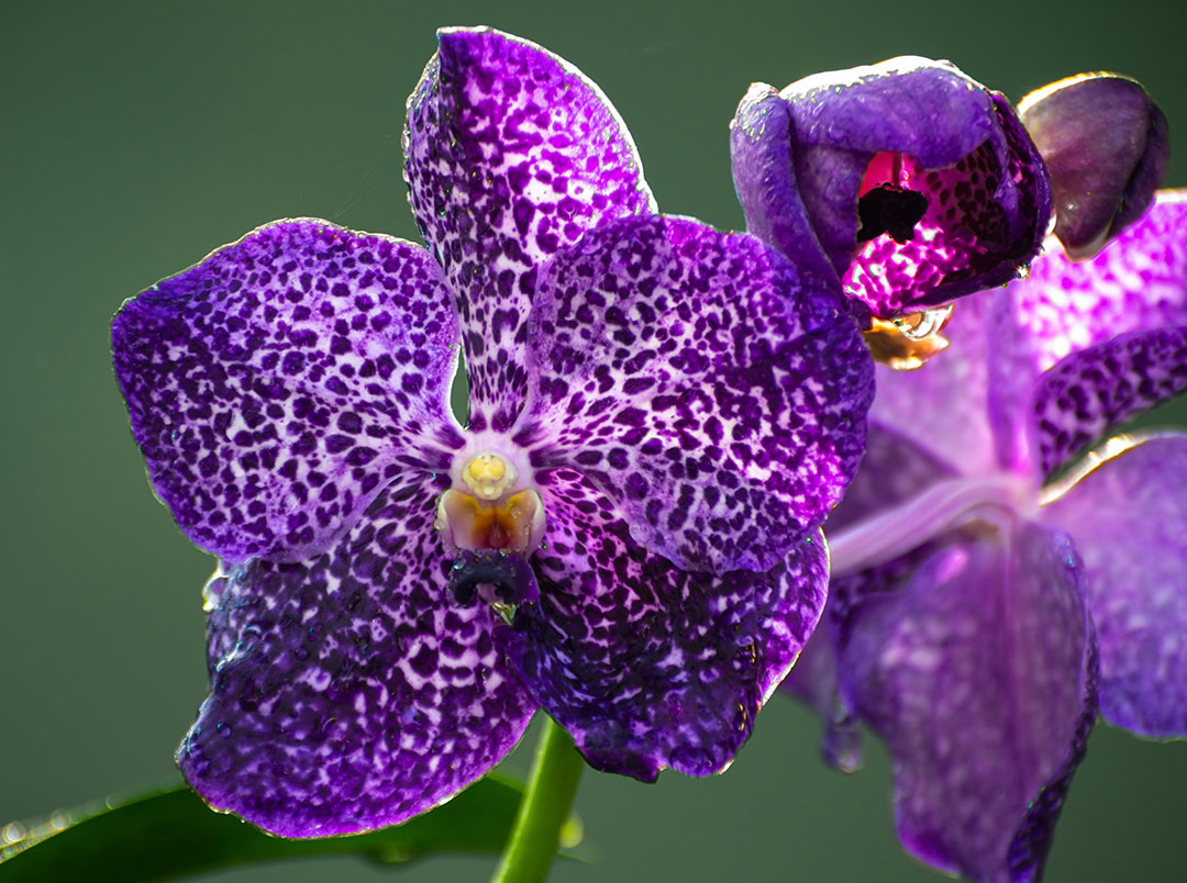 Concimare un'orchidea