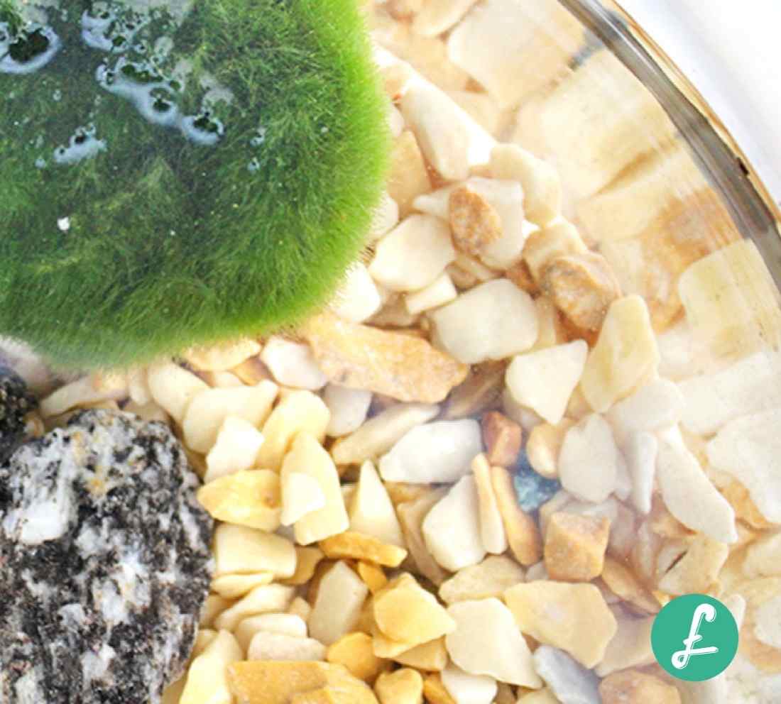 Marimo: Come prendersi cura dell'alga palla Giapponese - Flobflower