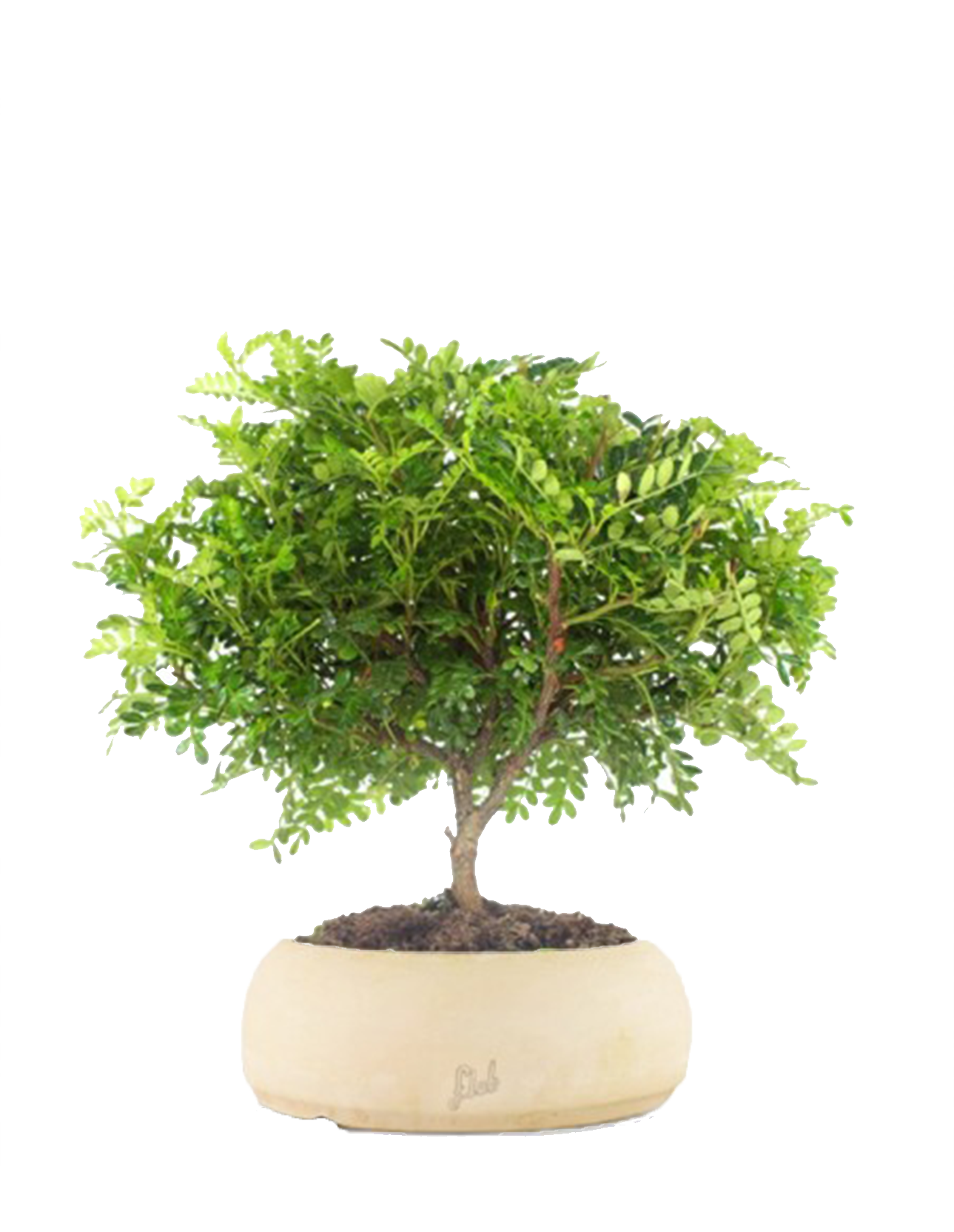 Pepe Bonsai da interno! Vendita online bonsai di Pepe! Colore Bianco