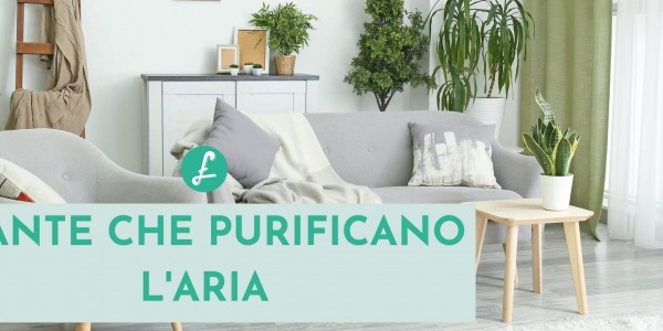 Piante che purificano l’aria: quali sono e le loro proprietà