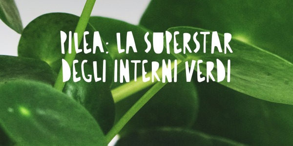 Pilea: La Pianta delle Monete Cinesi - La Superstar degli Interni Verdi