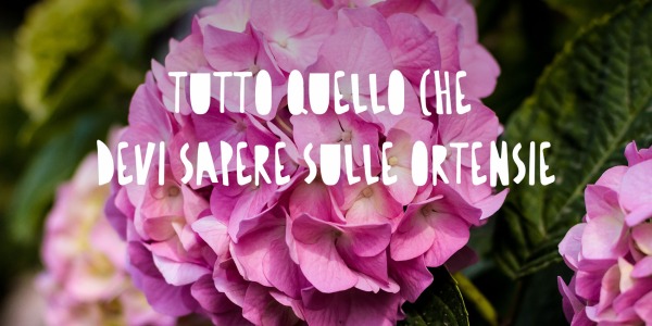 Tutto quello che devi sapere sulle Ortensie