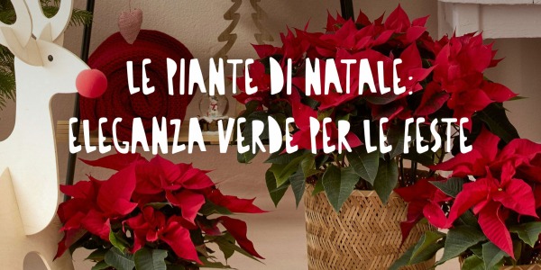 Le Piante di Natale: Eleganza Verde per le Feste