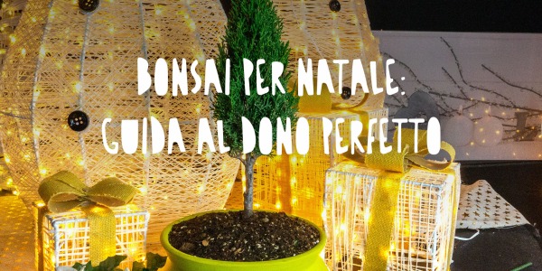 Regala un Bonsai per Natale: Una Guida per un Dono Unico e Significativo