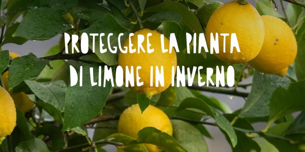 Come Proteggere la Pianta di Limone in Inverno: Consigli Utili