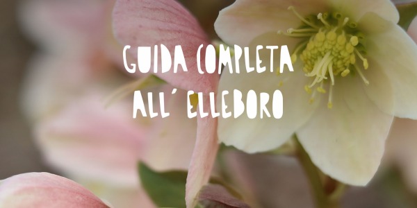 Guida Completa all'Elleboro: Il Fiore Elegante della Rosa di Natale