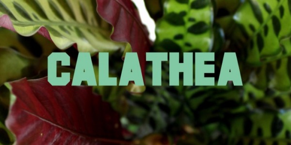 Calathea lancifolia: la pianta tropicale ideale da coltivare nel tuo appartamento