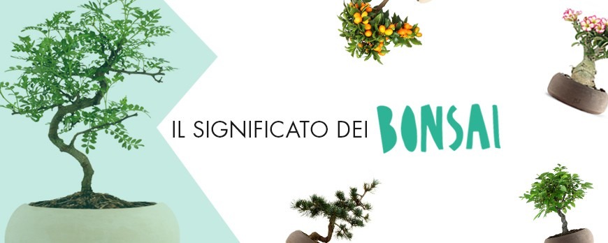 Significato del Bonsai: l'antica forma d'arte botanica - Flob - Flobflower